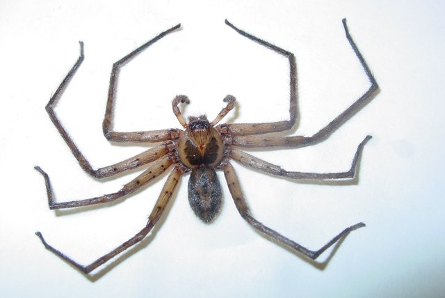 huntsman photo.jpg