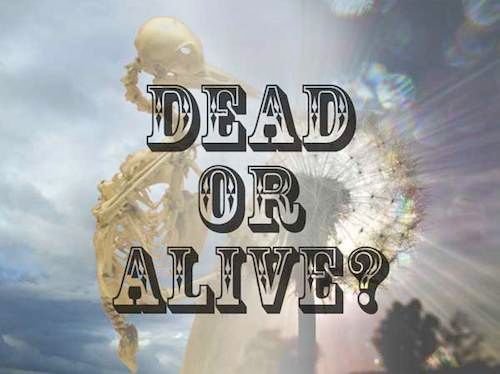 dead-or-alive-500.jpg