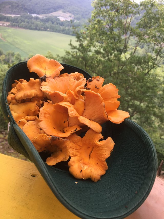 chanterelles2.jpg