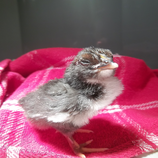 Picturefromcamera 209 fluffy chick.png