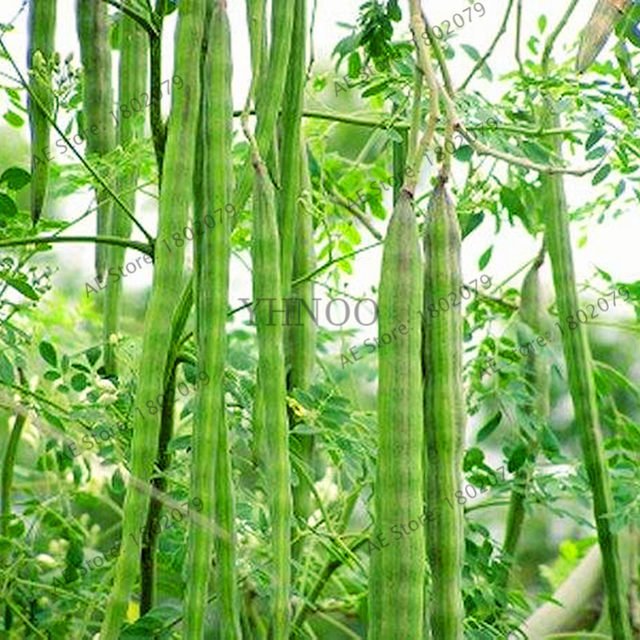 10-pcs-bag-Moringa-biji-kelor-oleifera-pohon-benih-pohon-bonsai-tanaman-biji-dimakan-Drumstick-untuk.jpg_640x640q90.jpg