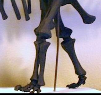 sv-pow-lust-object sauropod knee.jpg