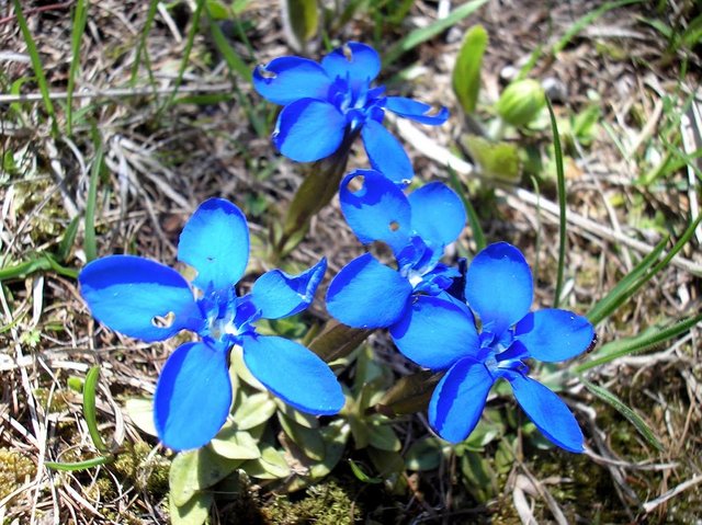 blue flowers.JPG