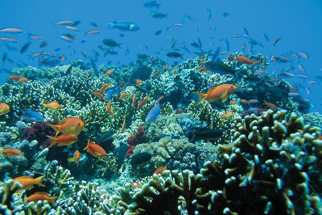 fiji-matamanoa-reef.jpg