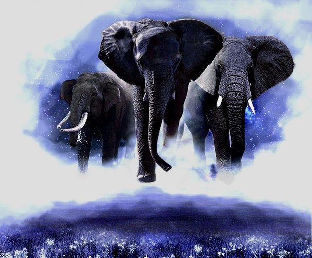 Elephants7.jpg