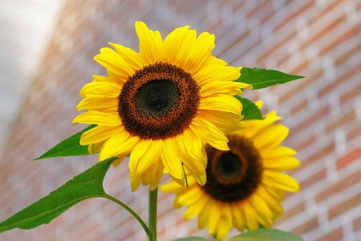 sunflower-flowers-bright-yellow-46216.jpeg