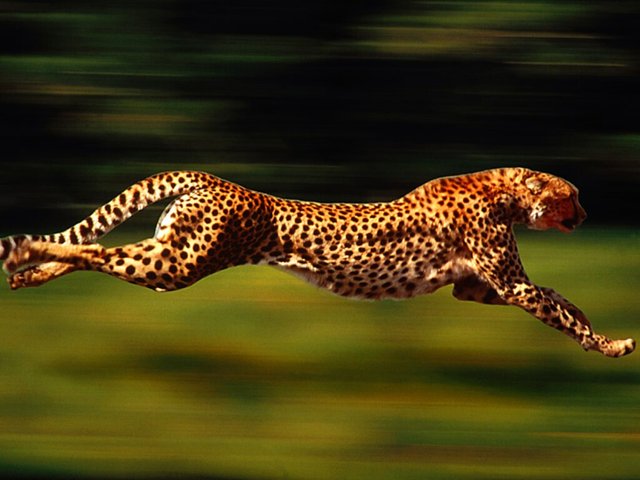Facts #3 - The Fastest Animal On Earth Is Not A Cheetah — Steemit
