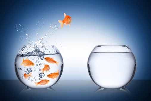 goldfish-leaping-to-new-tank.jpg