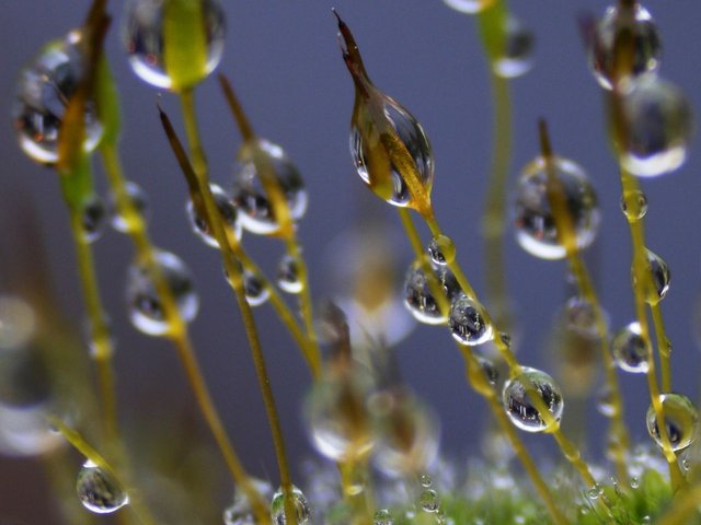 16542559942 - moss flowers and raindrops with forced depth of.jpg