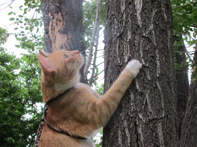 Cat wanting to climb tree