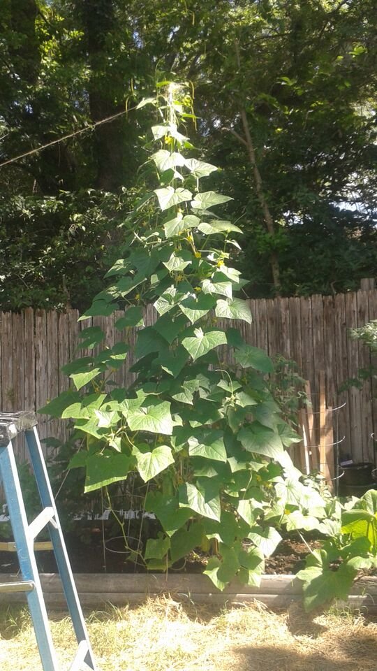 towers of cucumbers.jpg