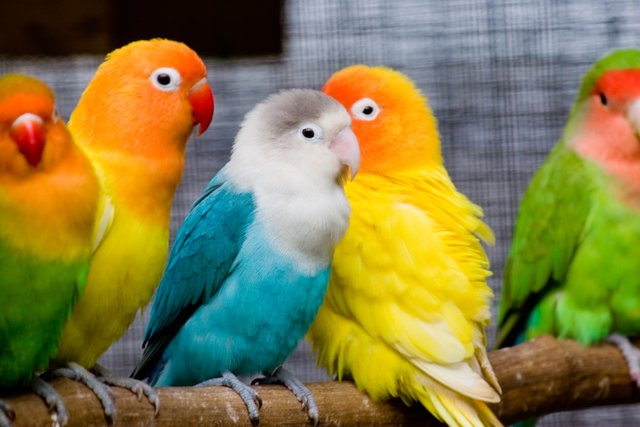 Fischer's Lovebirds wiki com.jpg