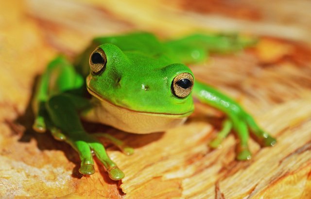frosch_by-david-clode.jpg