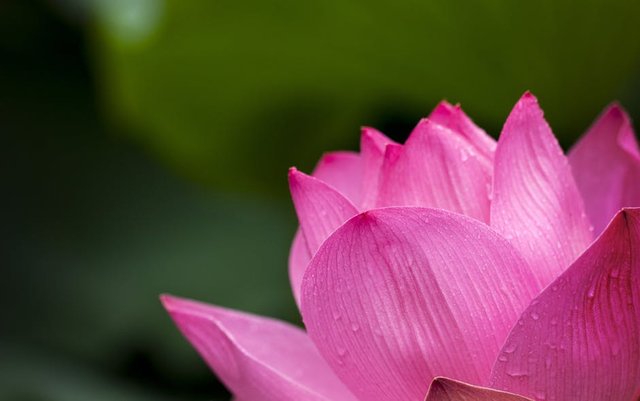 lotus-pink-nature-flowers-39315.jpeg