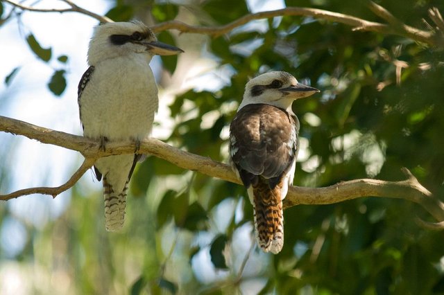 Biodiversity Group, PICT1869-XL.jpg