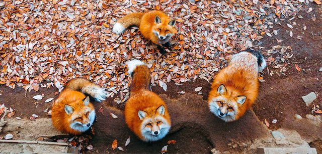 miyagi-zao-fox-village-japan-cute-fluffy-how-to-travel-guide-kitsune-mura-shiroishi.jpg