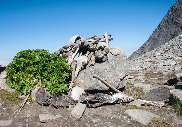 Human_Skeletons_in_Roopkund_Lake.jpg