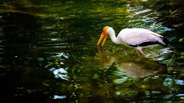 Bird park July 2017-18.jpg