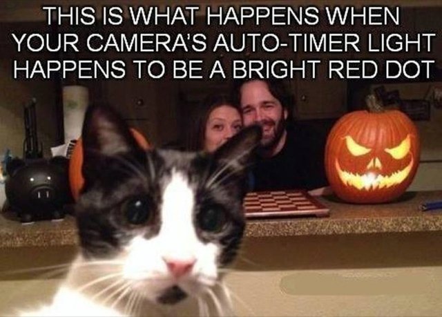 Funny-Animal-Photobombs-15.jpg