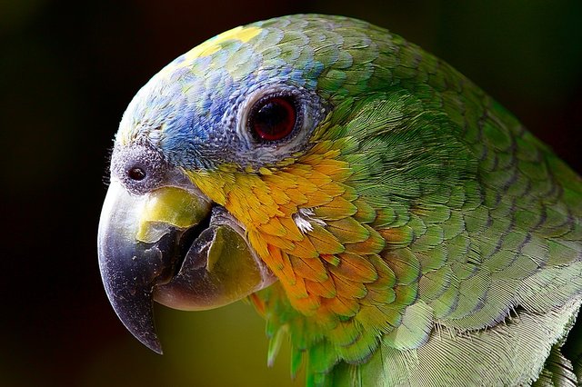 parrot-2756488_960_720.jpg