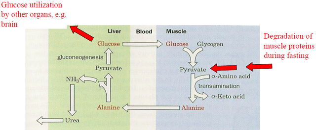 Glucose-Alanine-Cycle-1.PNG