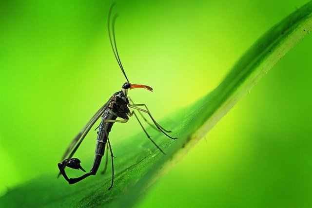 Foto_Shikhei_5_-_Scorpionfly.jpg