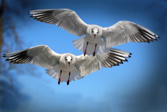 gulls-654046_960_720.jpg