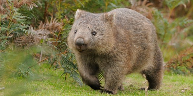 wombat.jpg