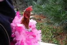 cover chicken dressed to impress.jpg