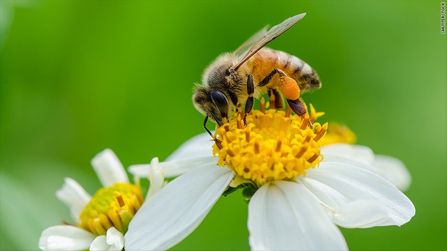 pollinating.jpg