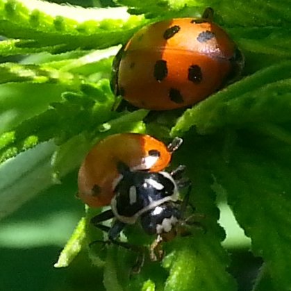 Ladybug x Strawberry Cough closeup.jpg