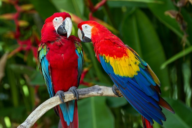 Lovely-Macaw-Parrots-HD-Wallpapers.jpg