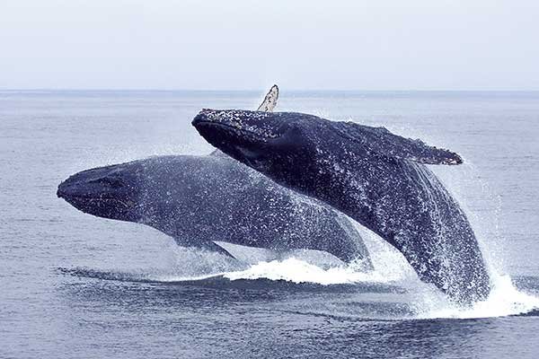 2-whales-mostly-out-of-water.jpg