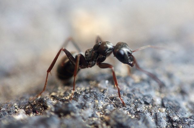 ant-1350089_1280.jpg