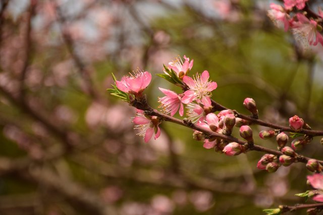 peach-blossom-2110392_1920.jpg