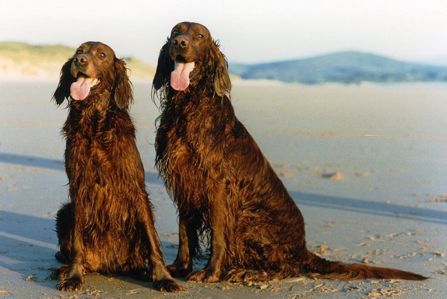 Irish Setter.jpg