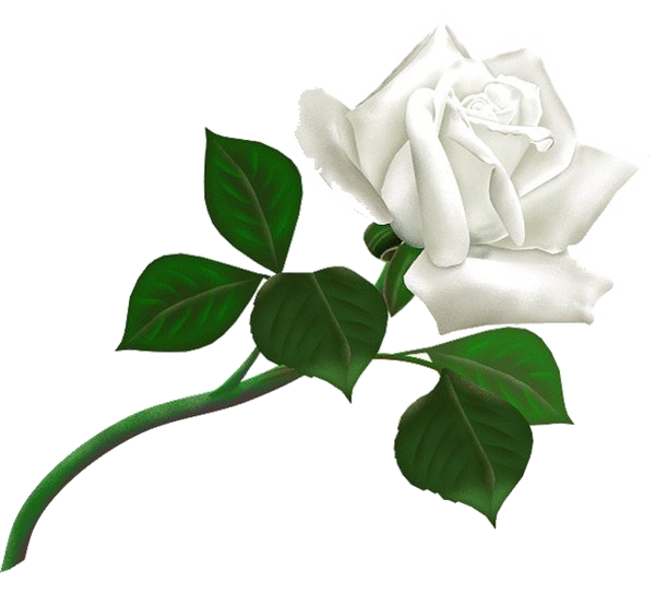 white_roses_PNG2799.png
