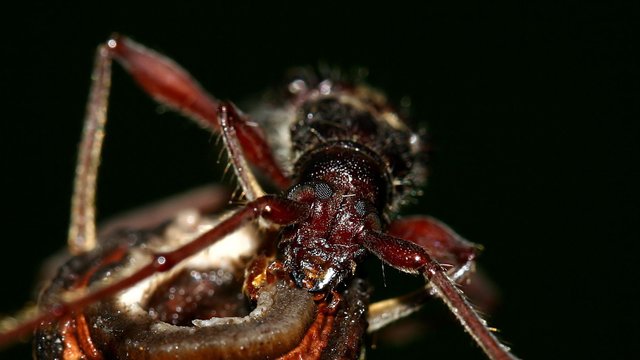 Cerambycidae Unknown-B n5.jpg