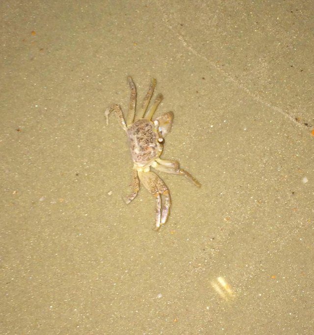 crab 7-crop.jpg