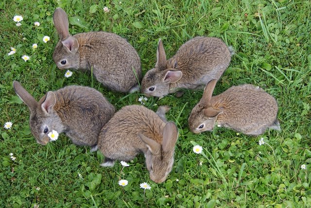 rabbits-2140440_960_720.jpg