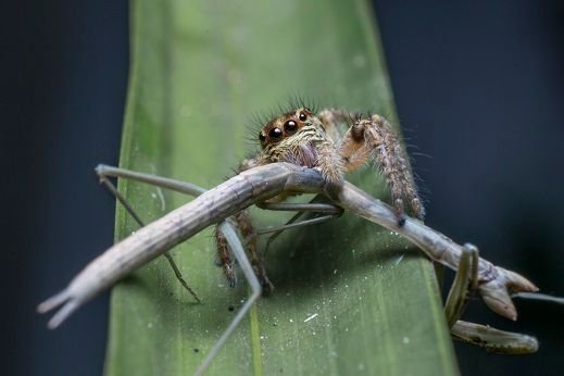 Jumping Spider eating huge Mantis.jpg