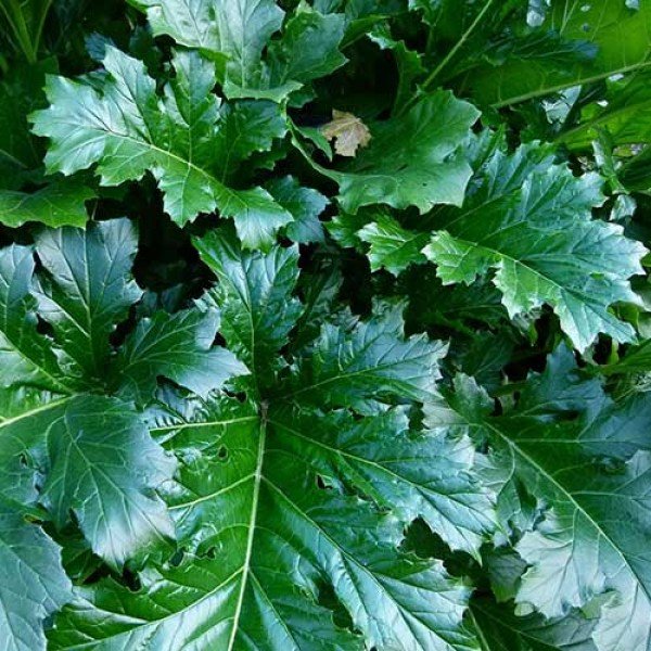 acanthus-mollis.jpg