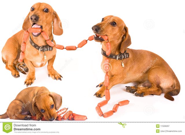 dachshund-dog-sausages-11509297.jpg