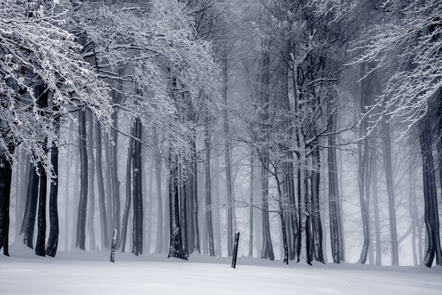 black-and-white-cold-fog-235621.jpg