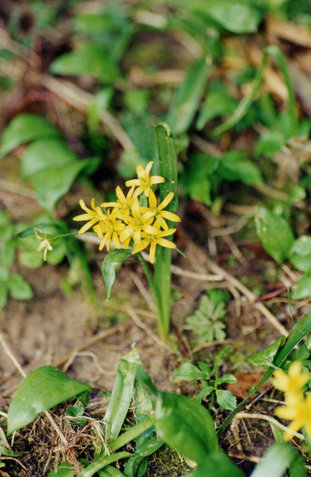 Star of bethlehem.JPG