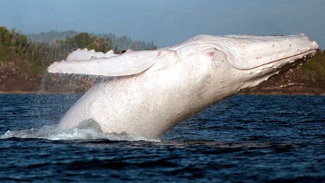 White whale image