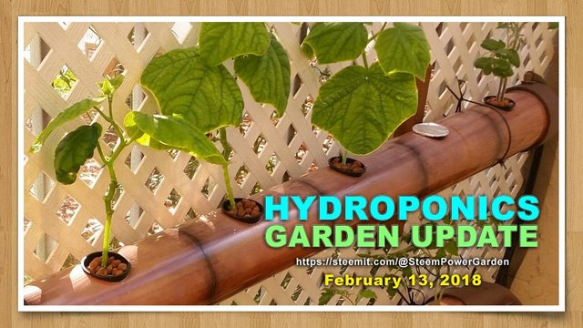 Seed-Starting-Update-00-SteemPowerGarden.jpg