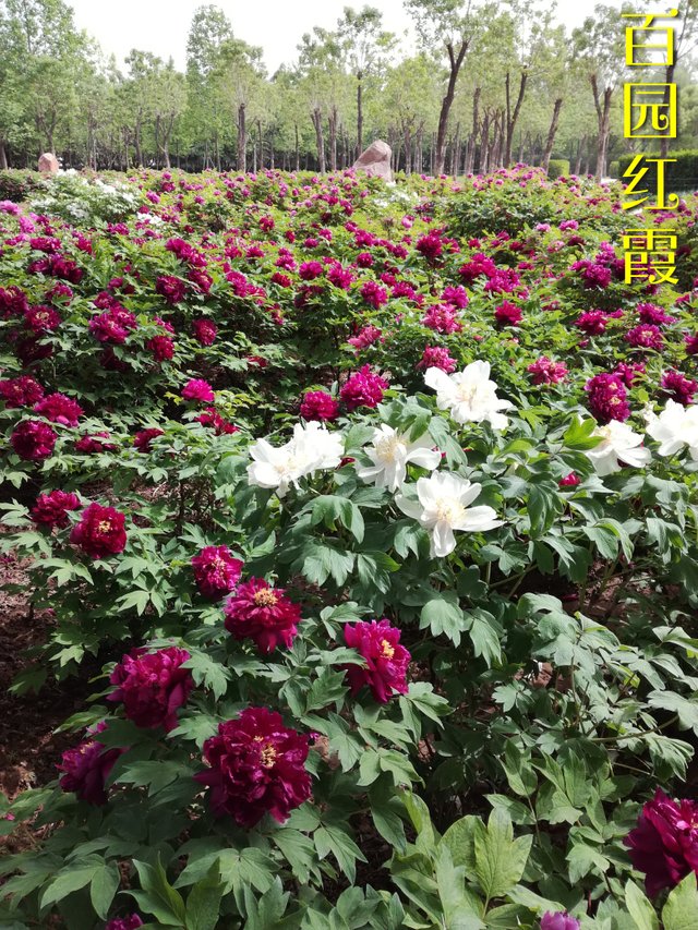 微信图片_20180413160637.jpg