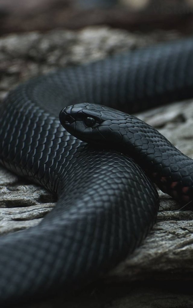 Black_Snake-d0c30f3c-f64f-3459-b563-f0d8d86ee65f.jpg