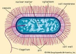 Bacilli-bacteria.jpg